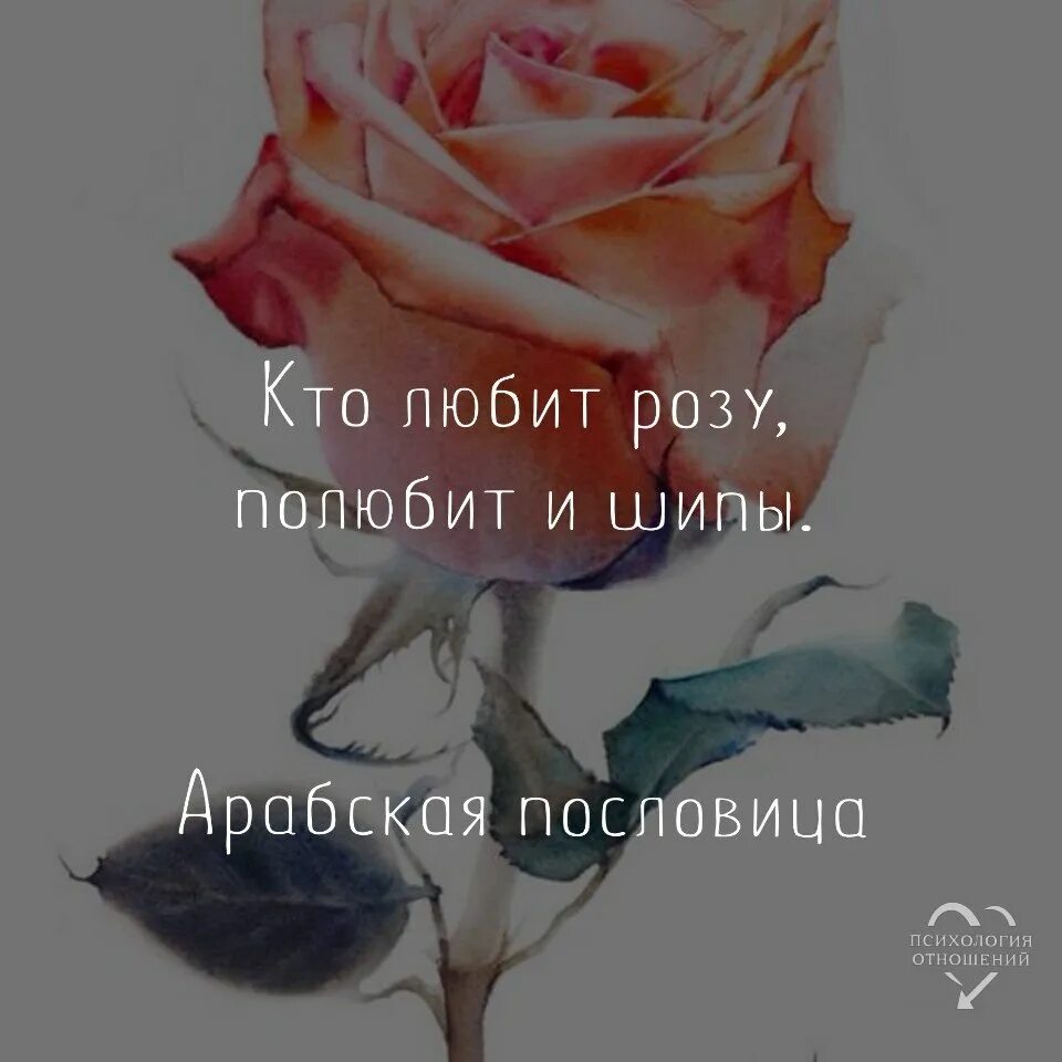 Белые розы цитаты. Цитаты про розы. фразы про розы. цитаты про розы и шипы. про розы цитаты и фразы.