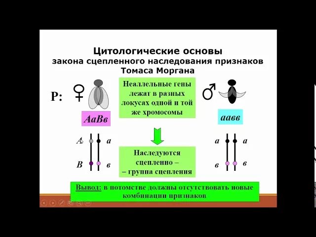 Презентация биология 10 класс сцепленное наследование. Сцепленное наследование генов и кроссинговер. Сцепленное наследование с кроссинговером. Скрещивание сцепленных генов. Сцепленное наследование полное сцепление.