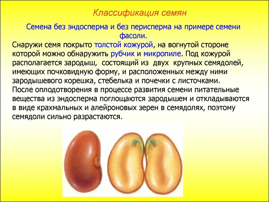 Что кроме зародыша и семенной кожуры находится. Семя фасоли зародыш семенная кожура. Характеристика семян. Характеристика семени фасоли. Характеристика строение семян.