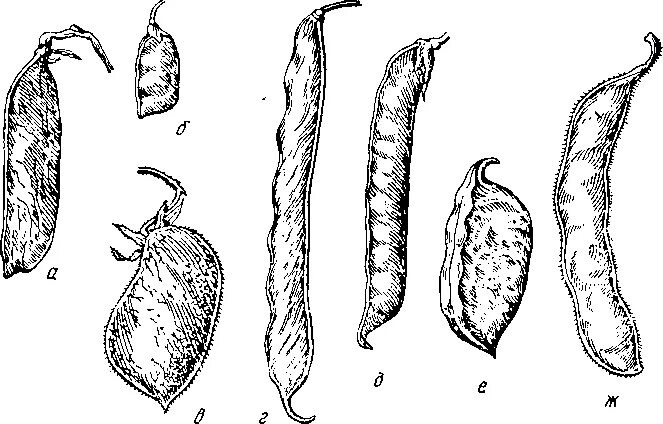 Тип плода бобовых. Плод бобовых растений. Семейство бобовые строение плода. Строение Боба гороха. Фасоль горох акация