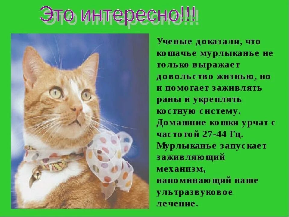 Что значит когда кошка мурчит