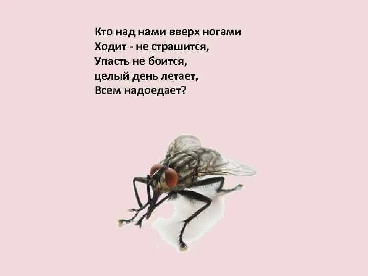 Загадка кто ходит утром на 4 ногах. Кто над нами вверх ногами ходит не страшится упасть не боится. Кто над нами вверх. Что над нами вверх ногами. Над нами кверху ногами загадка ответ.