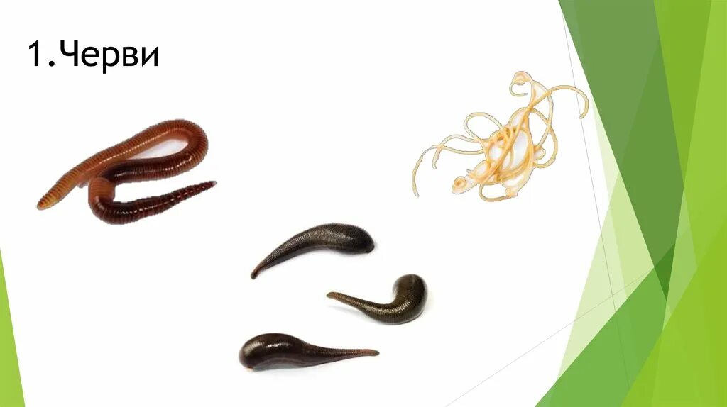 Урок по биологии черви. Глисты биология