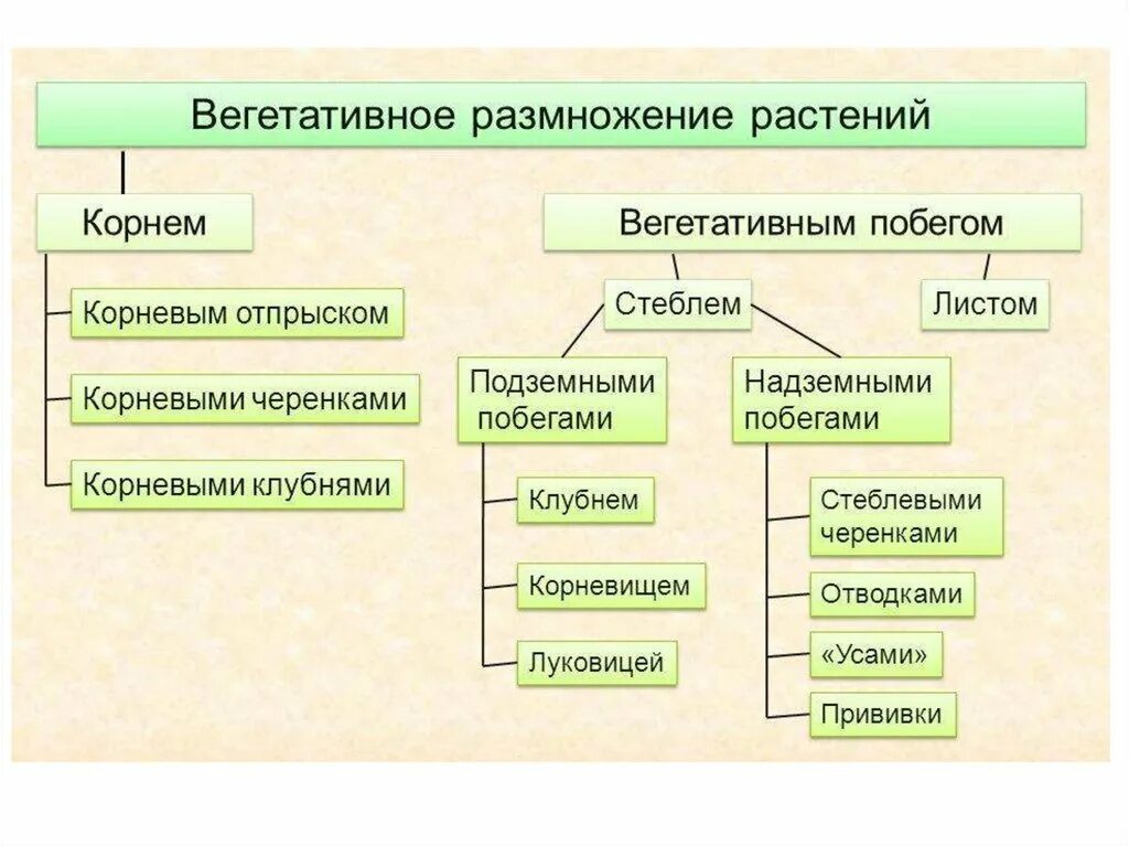 5 форм вегетативного. Схема способы бесполого размножения растений. Формы и способы размножения растений схема. Формы и способы размножения растений схема 6 класс. Способы вегетативного размножения растений 6 класс биология.