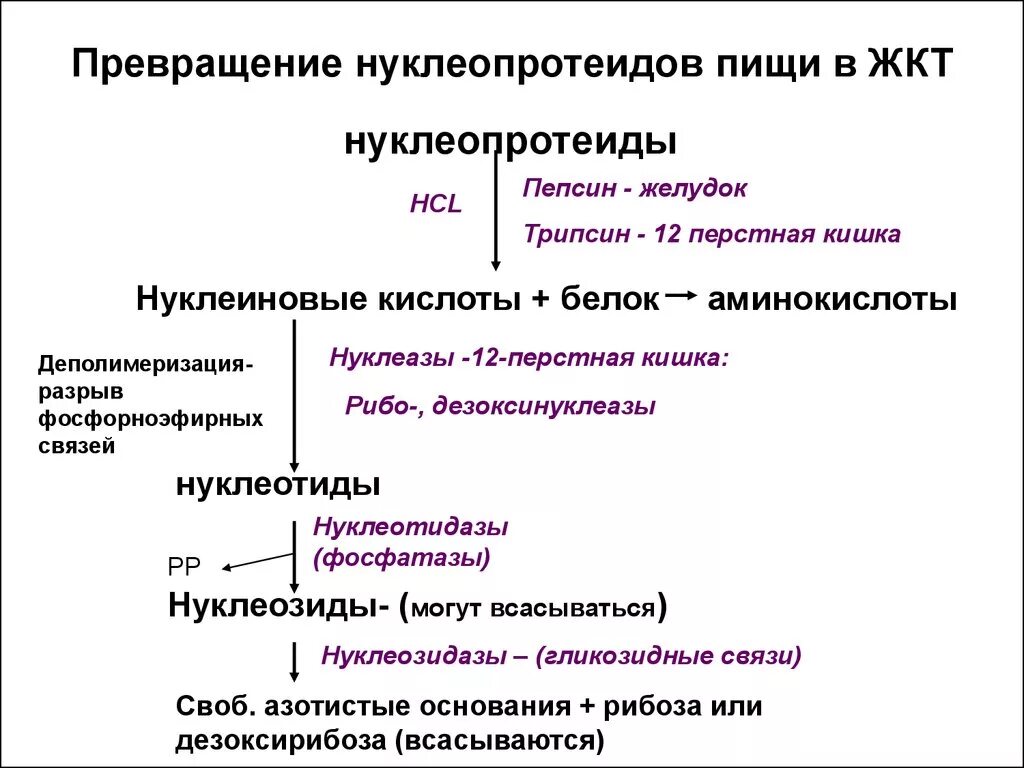 Превращение белков в пище. Превращения хромопротеинов пищи в желудочно-кишечном тракте. Превращения нуклеопротеинов в ЖКТ. Схема переваривание нуклеопротеидов. Схема распада нуклеопротеидов в желудочно-кишечном тракте.