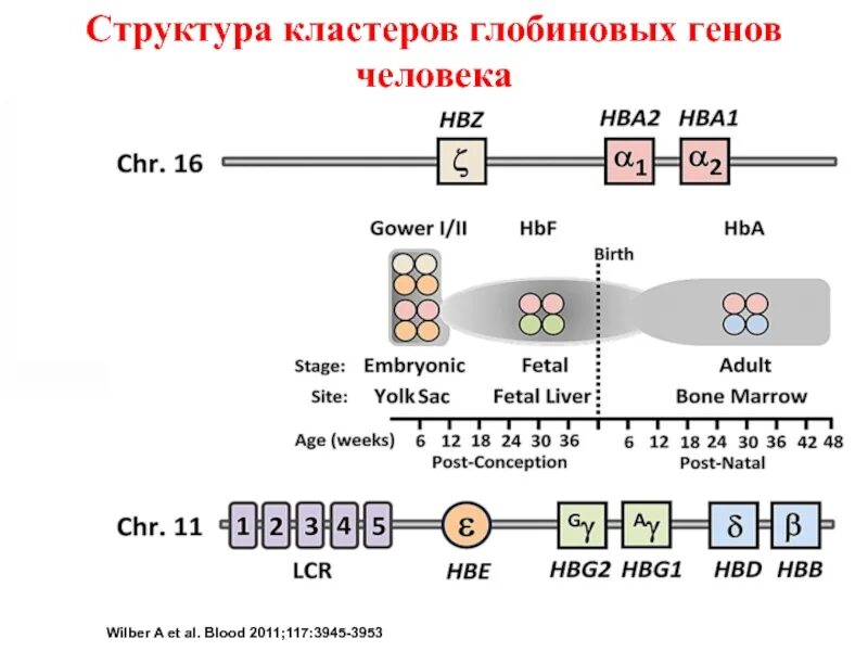 Гены глобинов. Виды глобинов. Эволюция гены. Глобиновые гены человека. Гены глобинов.
