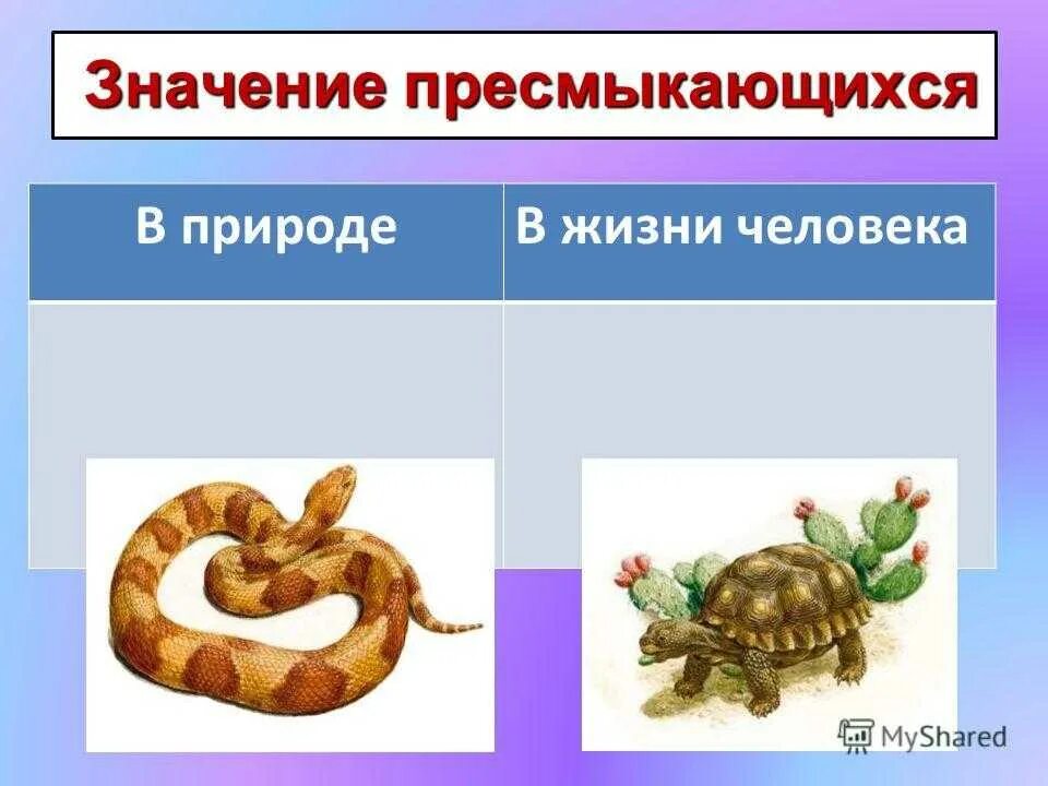 Важность сохранения в природе рептилий на примерах. Значение пресмыкающихся в природе и жизни человека. Пресмыкающиеся в жизни человека. Значение пресммыкающих. Значение пресмыкающихся в жизни человека.