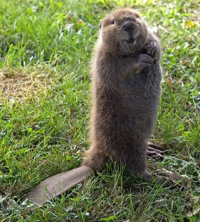 суши бобра. суши бобра. суши из бобра. водоросли гункан. суши бобра.