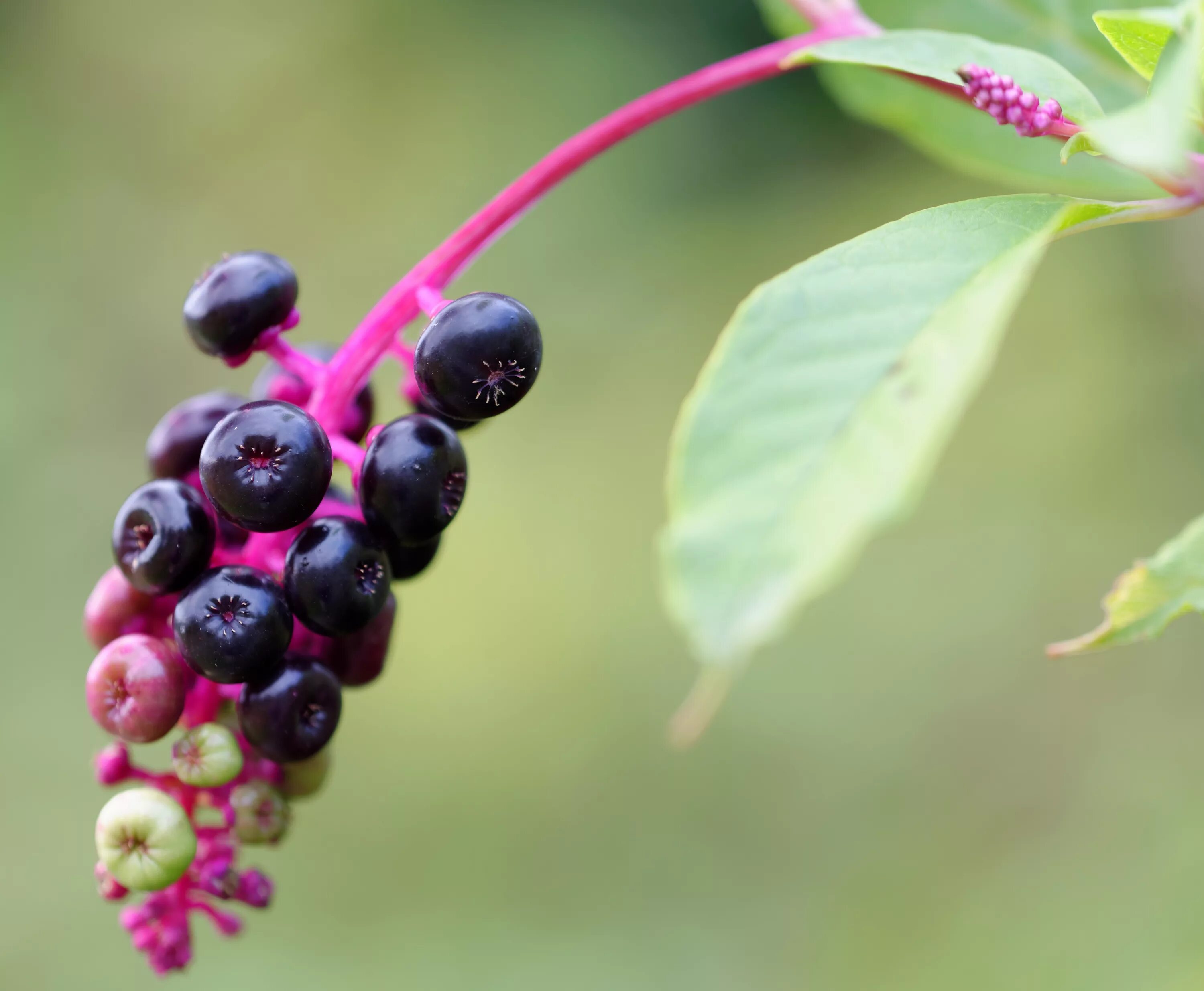 Poisonous flower. Фитолакка лаконос. Лаконос ягодный. Лаконос американский. Фитолакка американская.