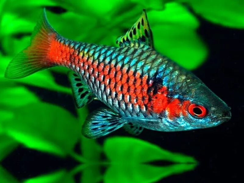 суматранский барбус аквариумная рыбка. барбусы аквариумные рыбки. рыбка барбус суматранский. барбус суматранский мутант. барбус огненный (puntius conchonius).