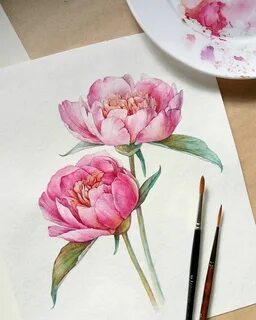 Рисуем пионы поэтапно для начинающих
