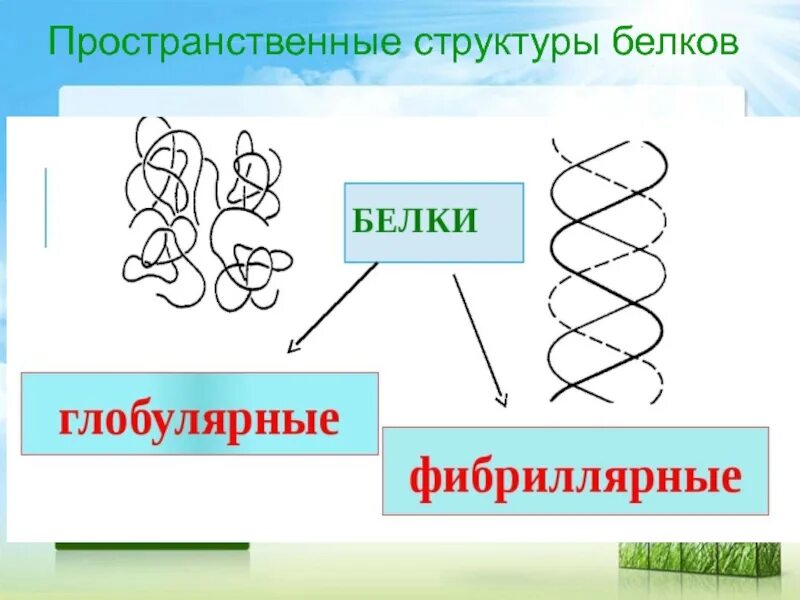 Пространственная структура белков. Структуры белка. Пространственное строение белков. Пространственная структура белков белков. 4 организации белка