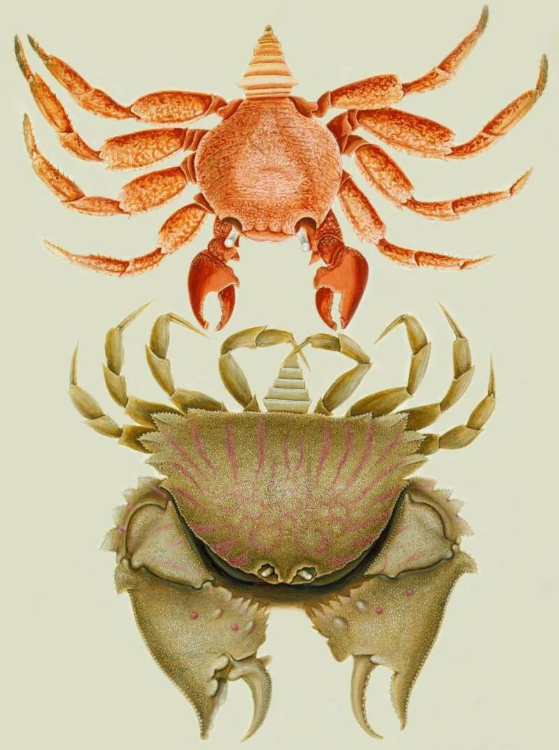 Rare things. Крабоид Дерюгина. Краб Салли Лайтфут. Краб Дерюгина. Краб эриохейр.