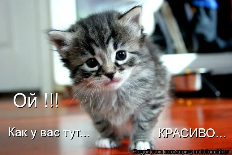 котенок описался. котенок описался от страха. котенок описался. котенок описался. подпись с котиком.