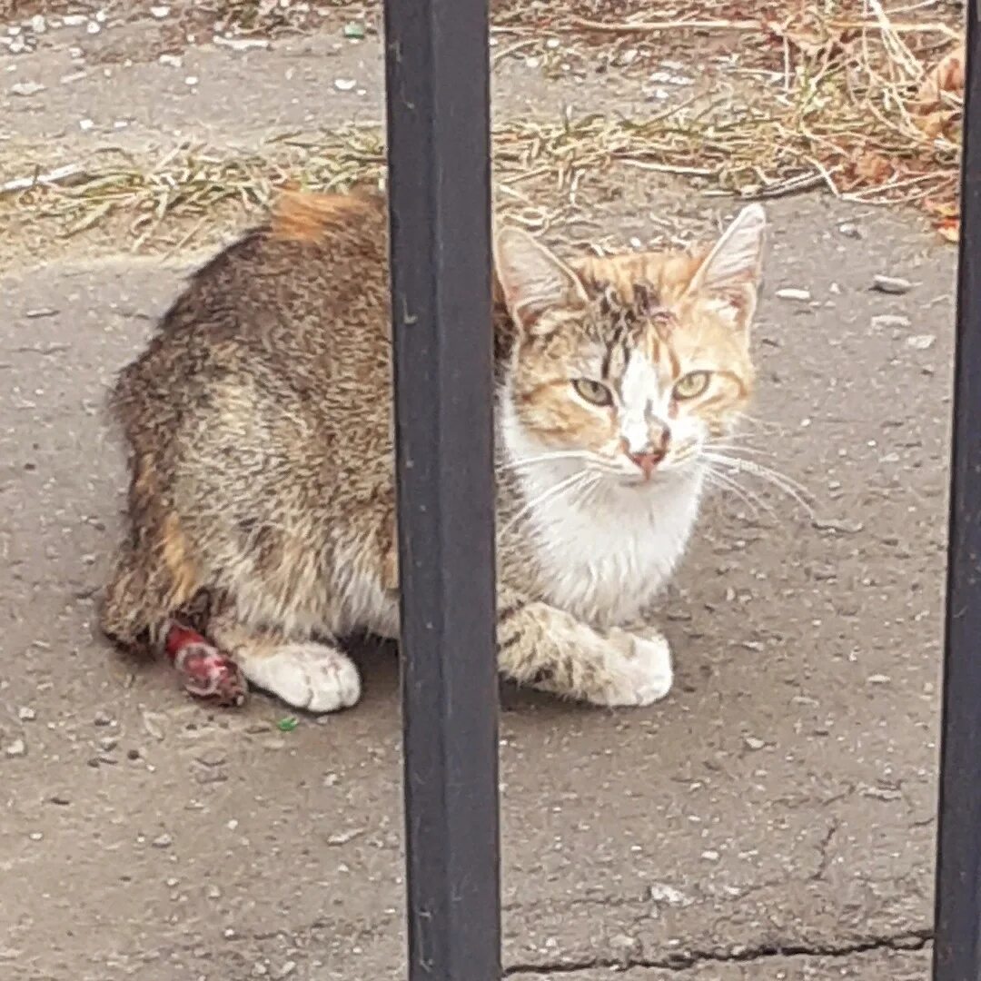 Hello street cat издевательство над кошками. Издевательство над кошками. Этот котёнок не постродает. Омск опытные волонтеры в поимке бездомного дикого кота.