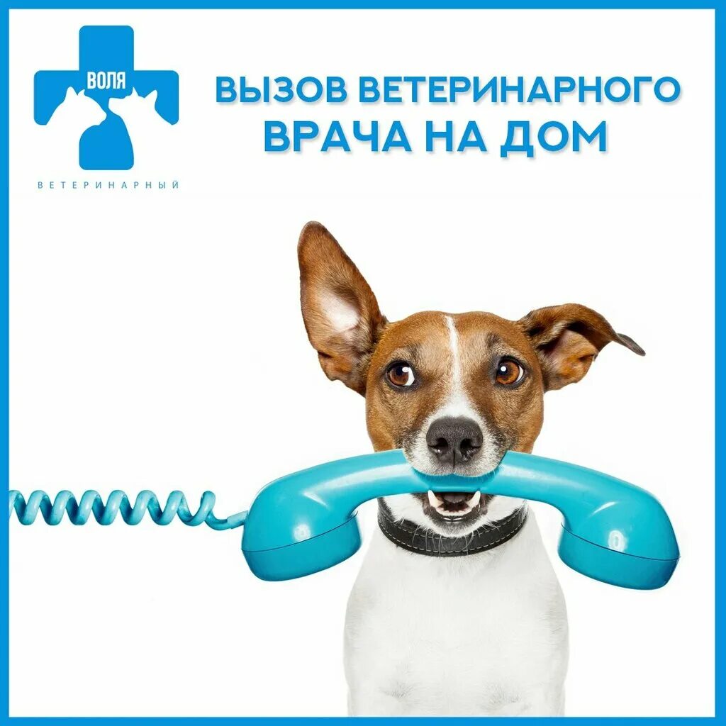 Вызов врача ветеринара на дом. Вызов врача ветеринара на дом. Ветпомощь на дому. Сердечный кашель у собак. Вызов врача ветеринара на дом.