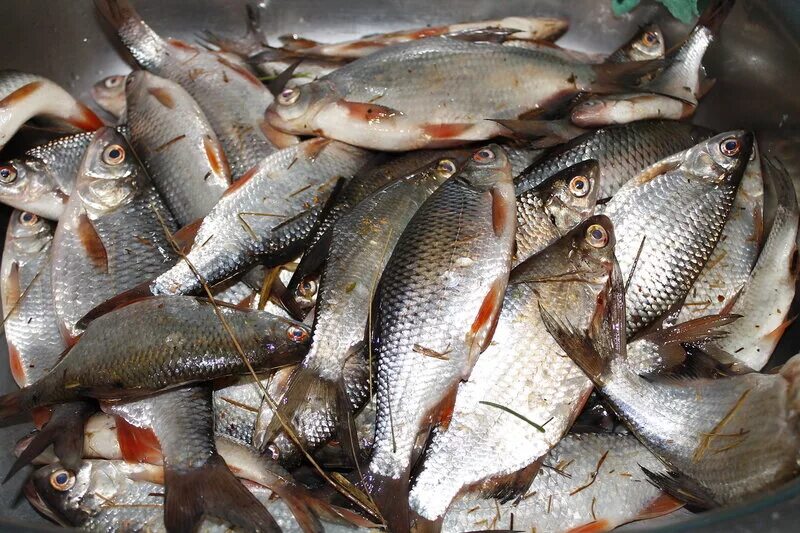 Плотва свежая. Чебак сорожка. Чебак и плотва. Плотва сорожка рыба. Чебак и плотва.