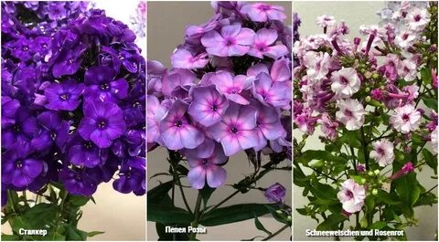 Флокс беляночка и розочка