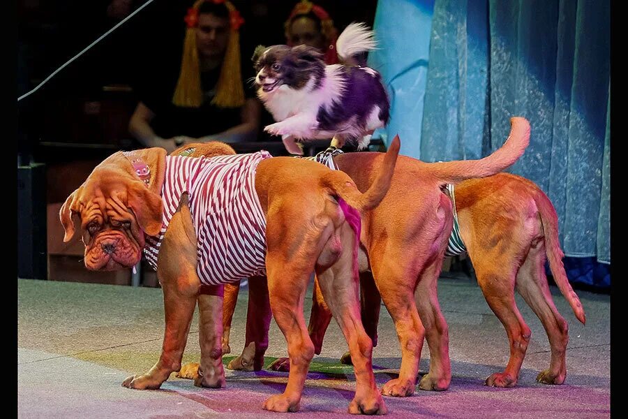 Медведь в цирке. Дрессированные собаки в цирке. Цирковые собачки. Дрессировщица собак. В цирке выступали собачки.