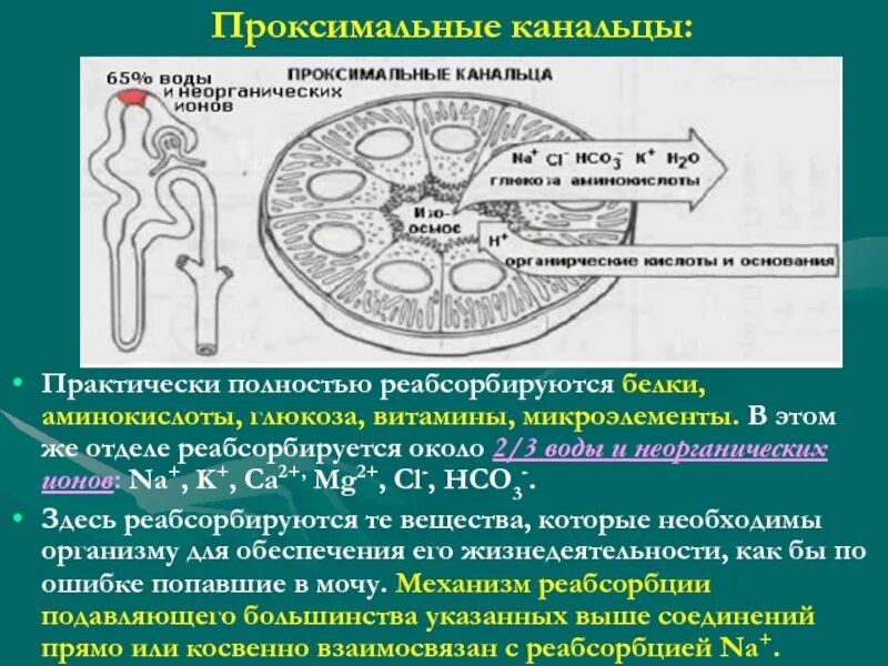 Проксимальные канальцы. Проксимальные канальцы вода. Проксимальные канальцы образованы. Глюкоза реабсорбируется практически полностью в. Белковые канальцы