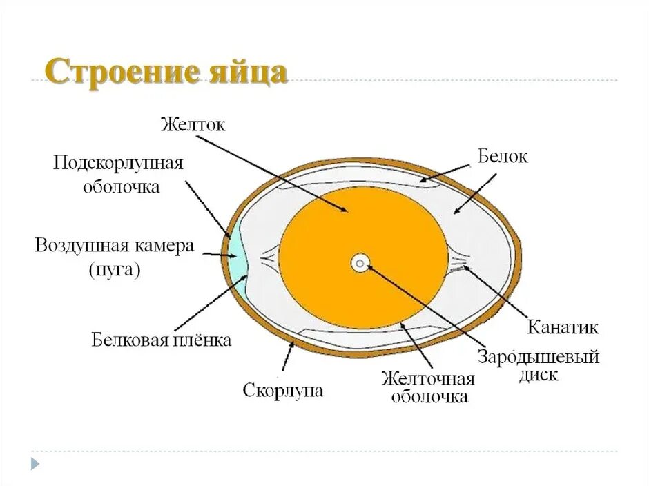 Строение яйца птицы и функции. Строение яйца птицы. Строение куриного яйца. Схема строения яйца. Схема строения яйца птицы.