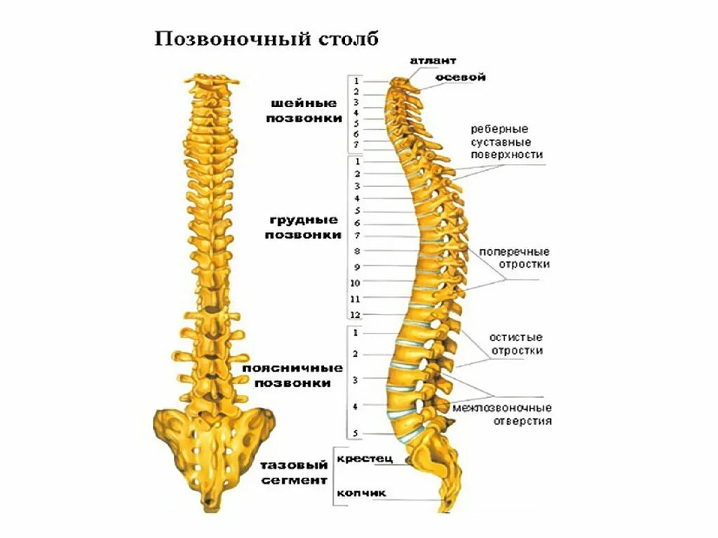 Строение позвоночника по отделам человека с расшифровкой. Позвоночный столб вид спереди и сбоку. Позвоночный столб человека строение. Позвоночный столб и строение позвонка. Кости туловища кости позвоночного столба.