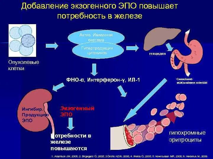 Эндогенный эритропоэтин. Повышенная потребность в железе. эритропоэтин (эпо). обмен железа в организме. потребность железа.