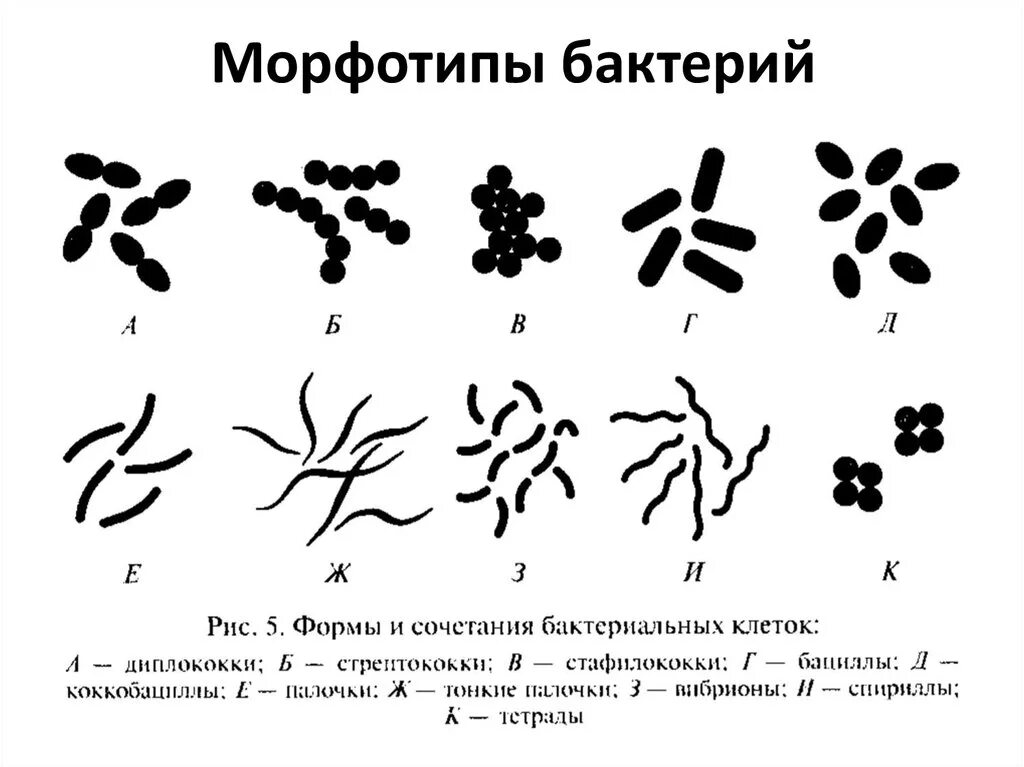 Первичные бактерии