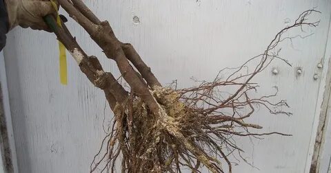 Roots roots fruit