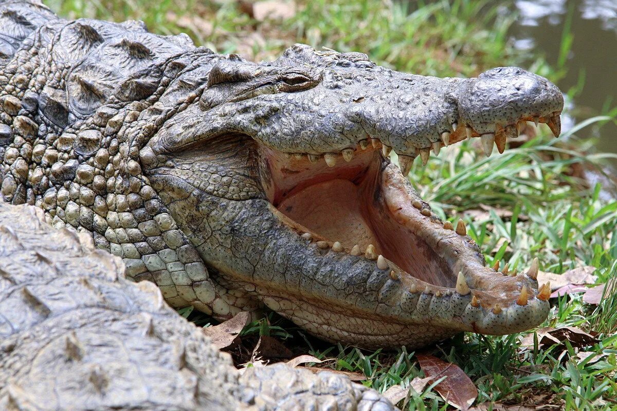 прикольные крокодилы. аллигатор и крокодил. крокодил улыбается. нильский варан. прикольные крокодилы.