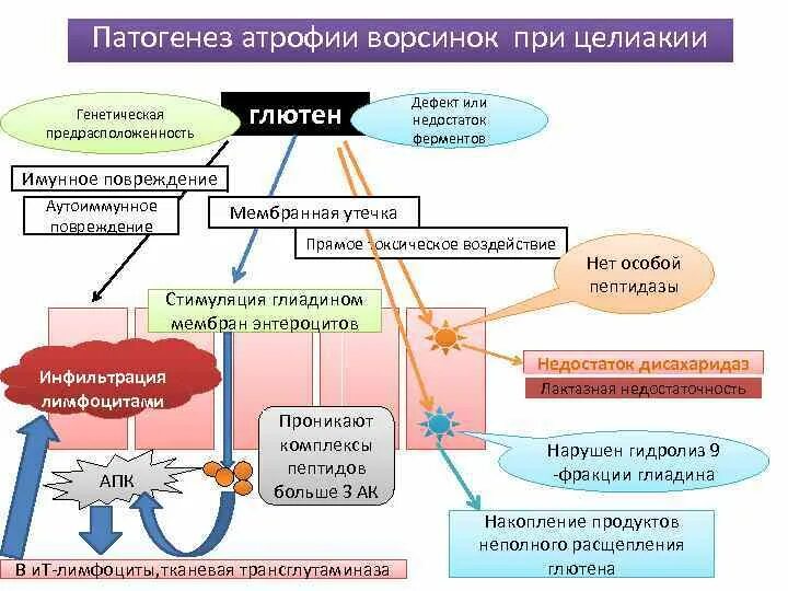 Целиакия диагностика у взрослых. Целиакия диагностика у взрослых
