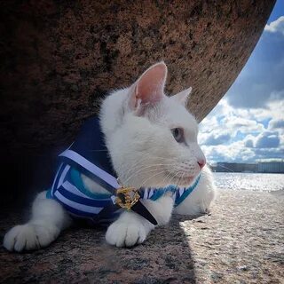 Аль коте