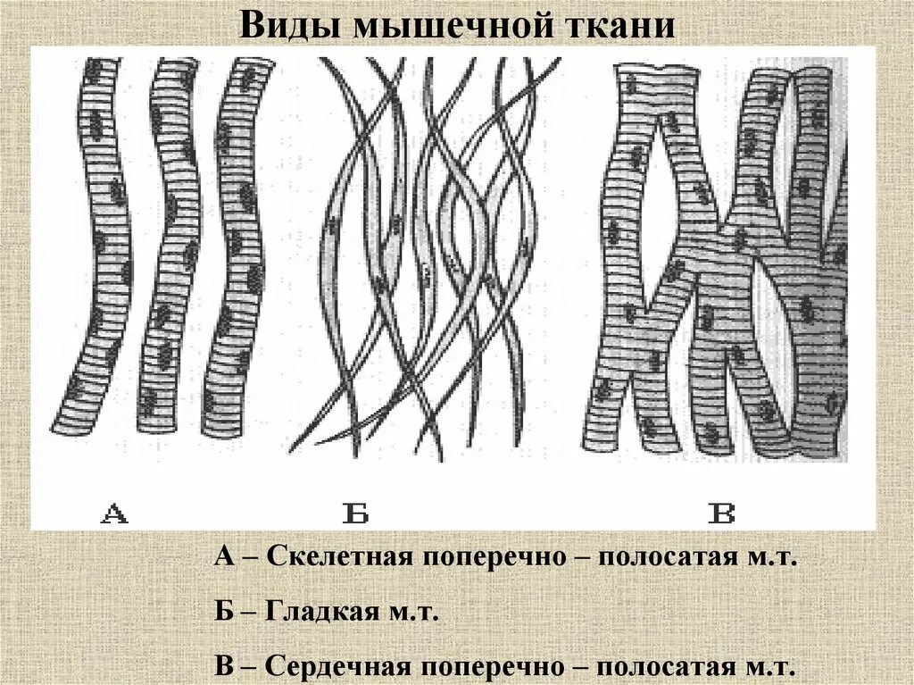 Мышечная ткань. Поперечно полосатая сердечная ткань ЕГЭ. Виды мышечной ткани. Гладкая мышечная ткань рисунок. Сердечная мышечная ткань рисунок