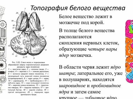Ядра серого вещества мозжечка