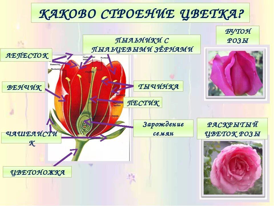 Раскрывающиеся элементы