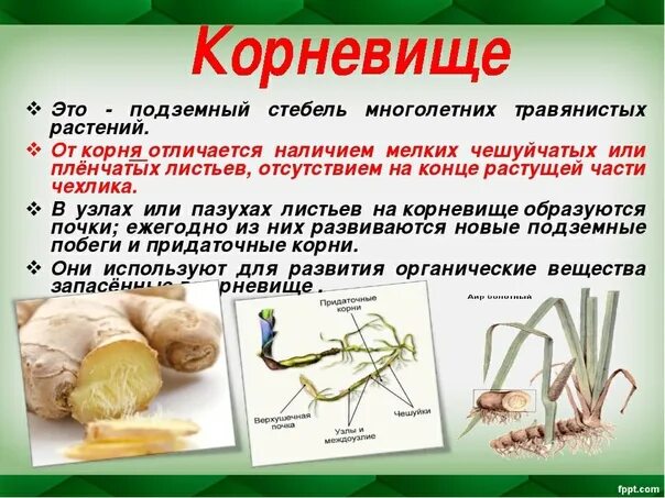 Корень отличается от стебля