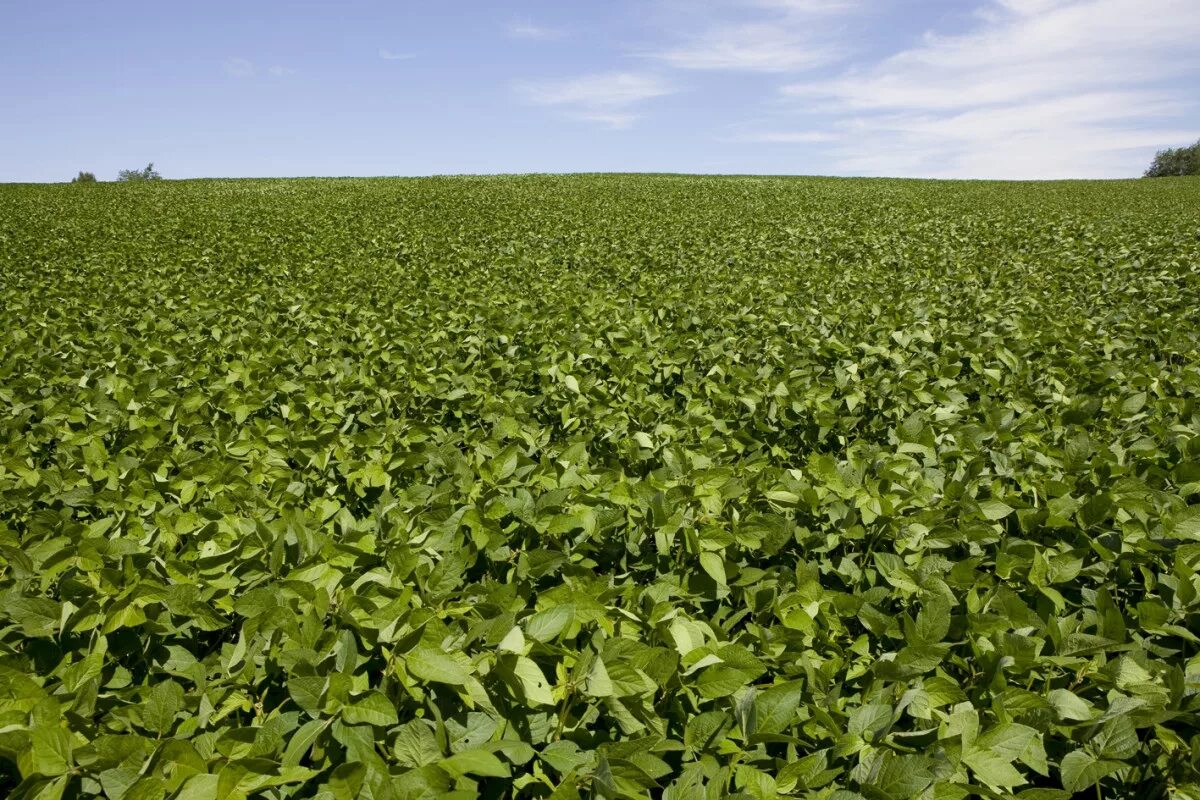 Рис растет. Лавандовые поля в пермском крае. Озимая рожь эстония поле. Сельскохозяйственные растения. Рисовое растение.