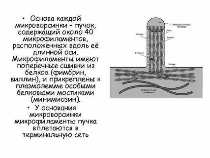 Строение ресничек и микроворсинок