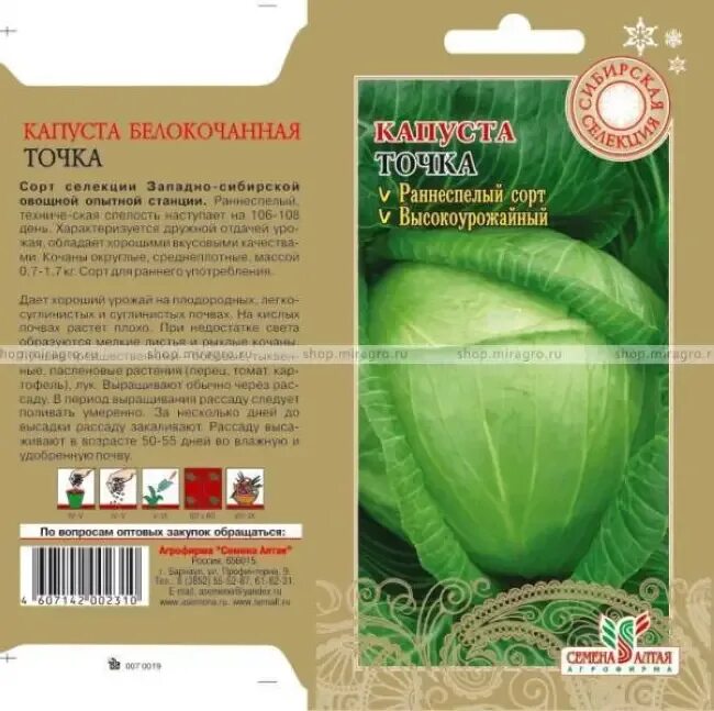 Сорт капусты точка, белорусская. Капуста белокочанная белорусская 455. Семена капуста белорусская 455. Капуста белорусская 455 описание сорта.