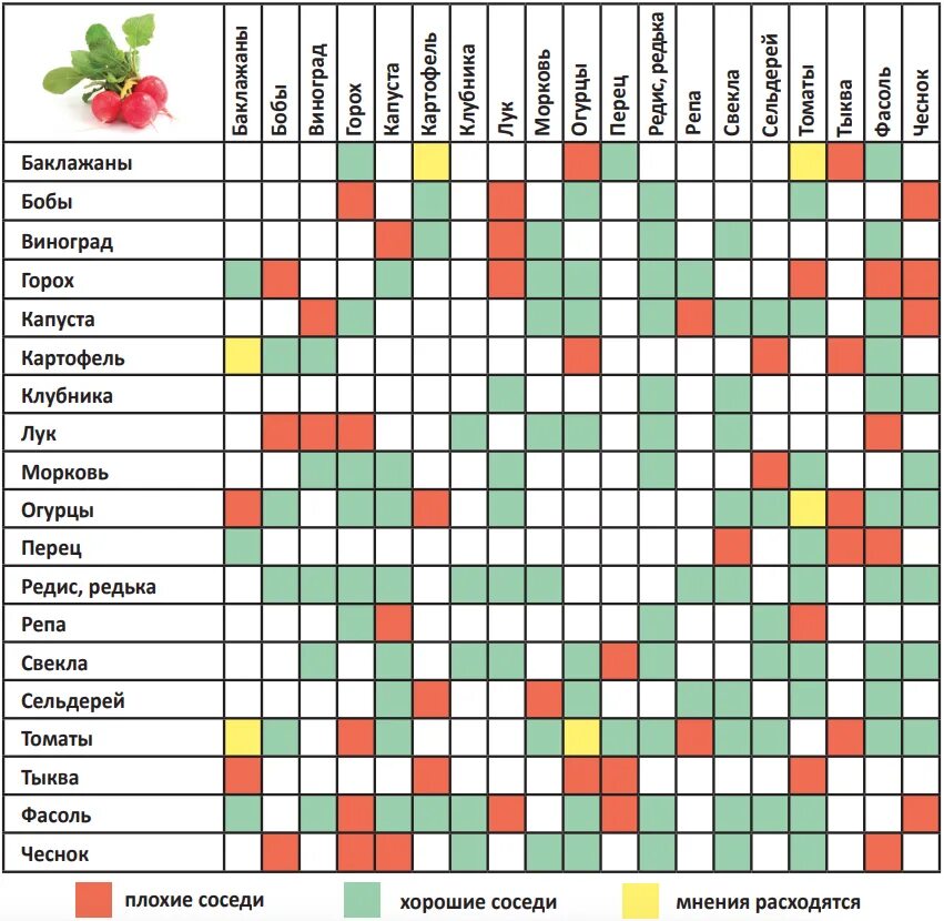 Какие культуры можно сажать рядом. Таблица совместимости посадок овощных культур. Таблица совмещенных посадок растений на грядке. Совместимость овощных культур при посадке на грядке таблица. Соседство овощей на грядках таблица совместимости.