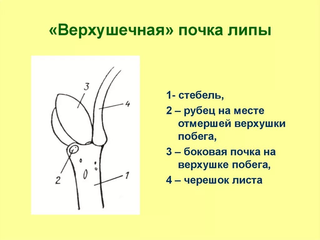 Три раза по почкам. Внутреннее строение почек липы. Строение почки липы. Конечная почка побега липы. Липа мелколистная почки.