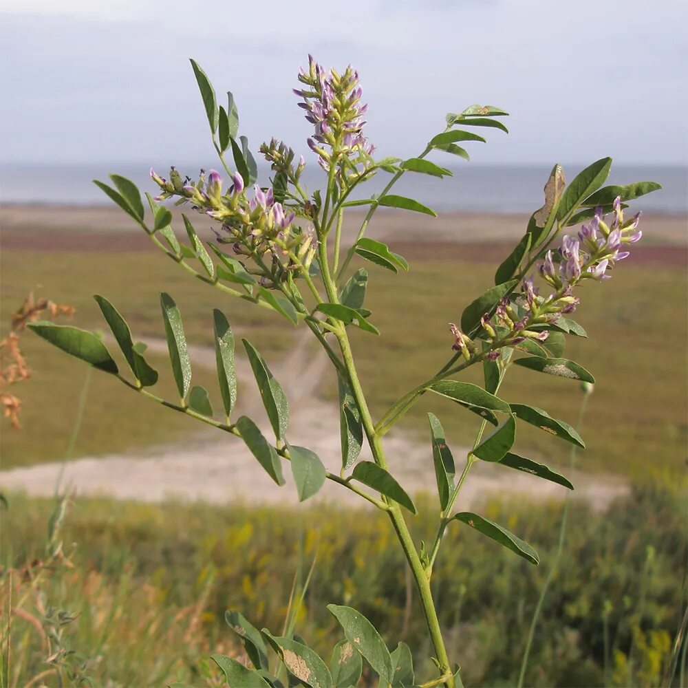 Как выглядит растение солодка. Солодка Уральская (Glycyrrhiza uralensis). Солодка Glycyrrhiza glabra. Корень солодки, Солодка Уральская, лакричник. Лакрица Солодка растение.