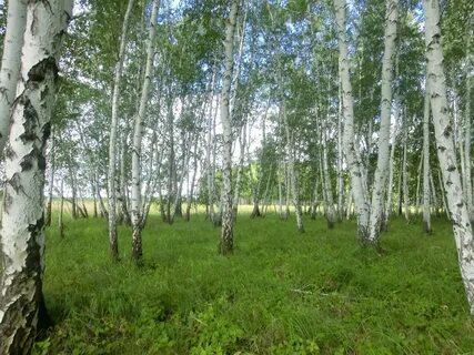 Березовые рощи плеса