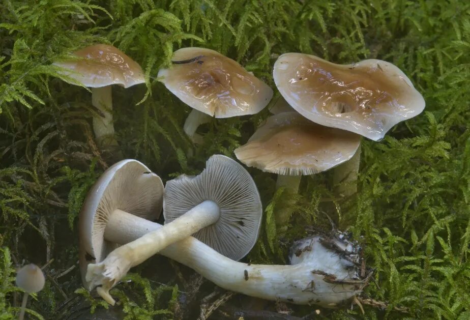 Млечник чахлый гриб. Масленок рыжий. Hebeloma crustuliniforme. Лимацелла гриб. Чешуйчатка клейкая.
