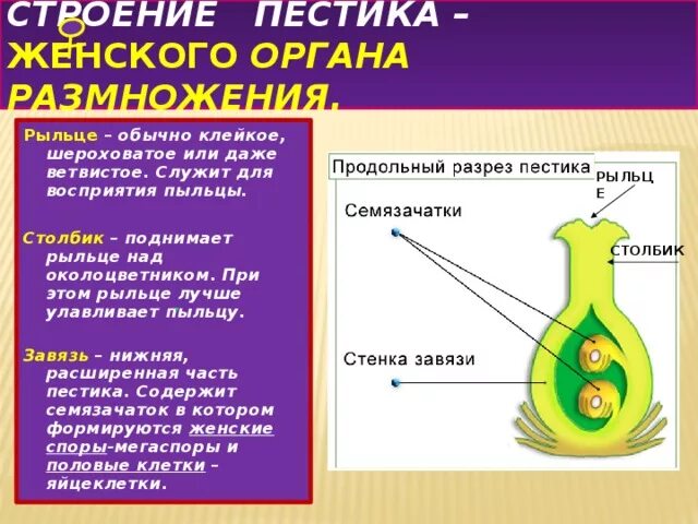 Функция пестика у цветка. Строение пестика. Строение женского пестика. Рыльце пестика. Функции пестика.