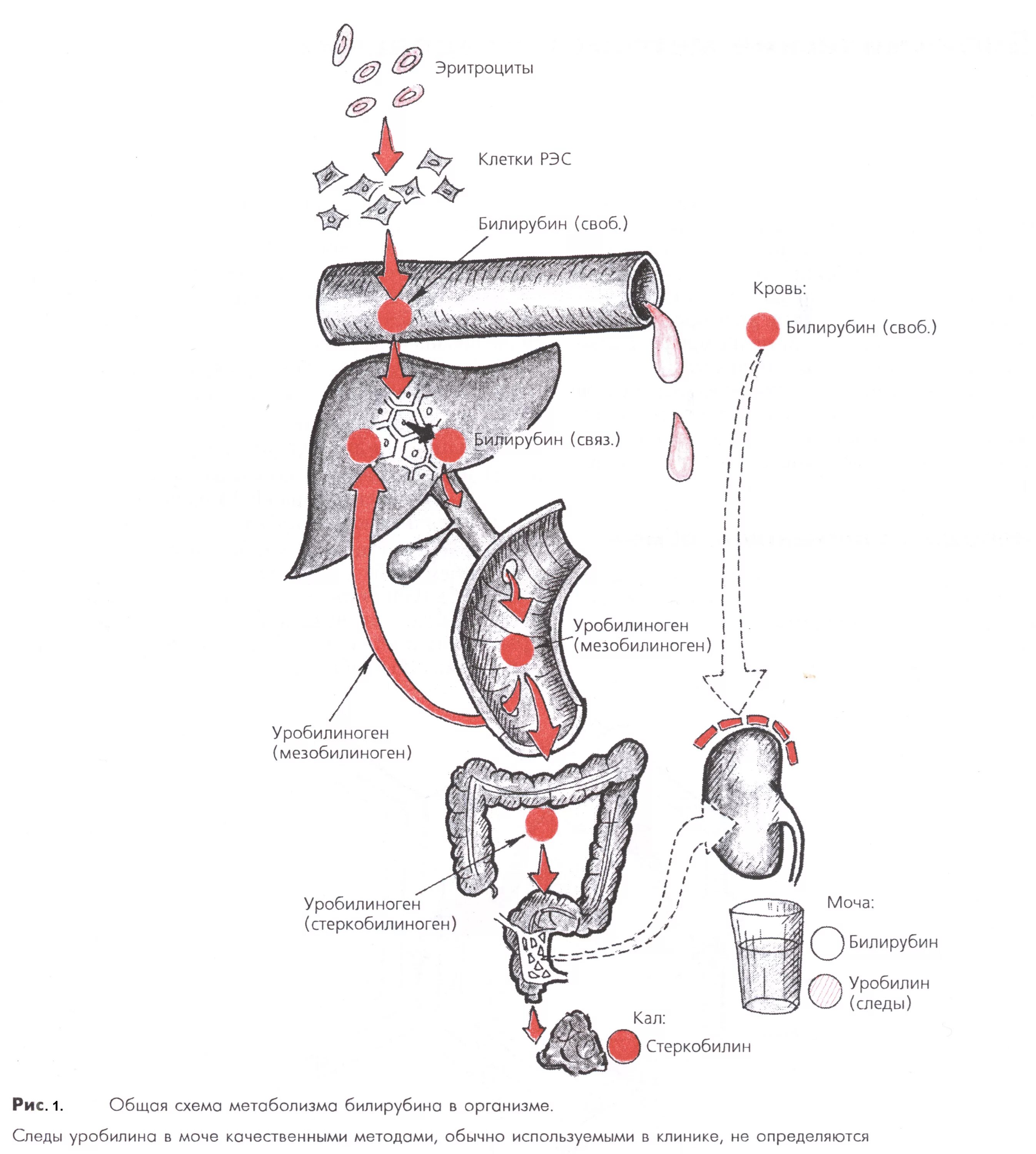 Обмен билирубина схема. Обмен билирубина в норме. Обмен билирубина в норме. Обмен билирубина в норме. Схема нормального пигментного обмена веществ.