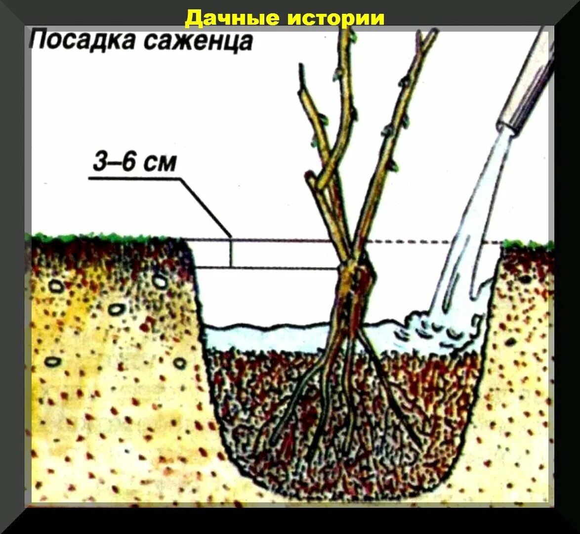 Высота саженца розы 10