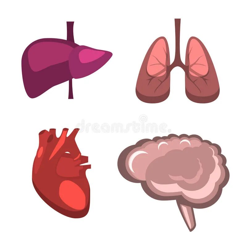 Головной мозг печень кровь. Внутренние органы человека: сердце, легкие, печень. Орган вектор. Органы человека вектор.