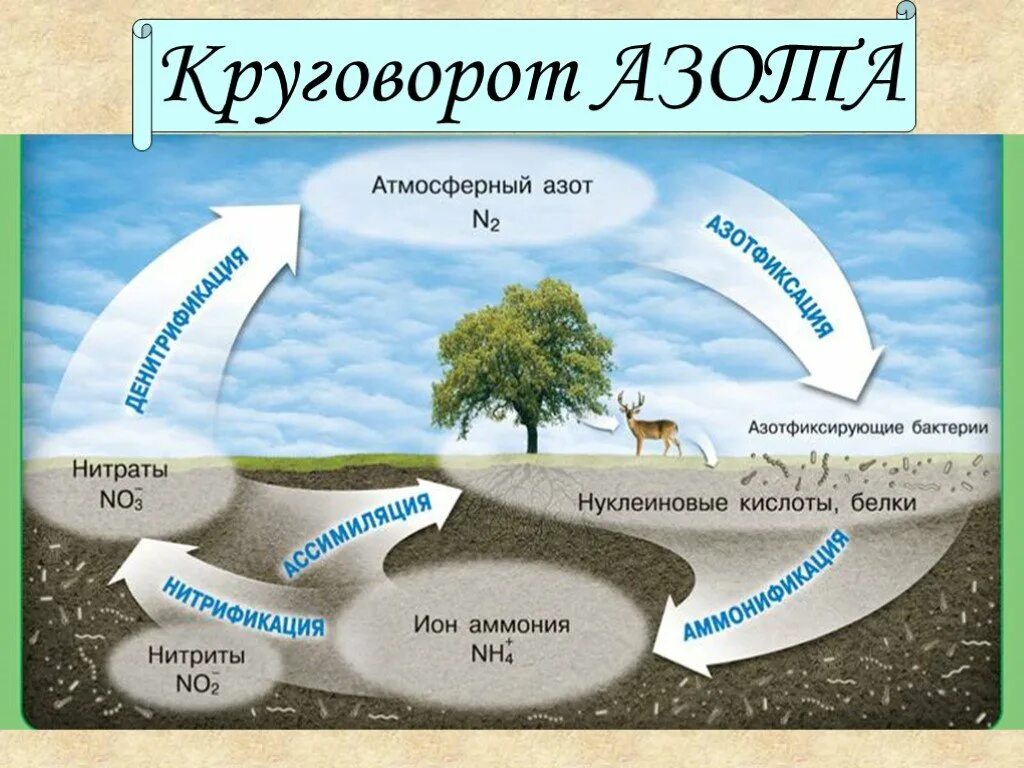 Используя знания биологии охарактеризуйте биологическую роль азота. Круговорот азота в биосфере. крговорот ахота в природе. биохимический цикл азота схема. биогеохимический цикл азота в природе.