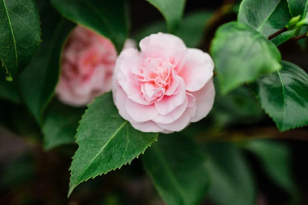 Видео камелиями. Камелия махровая. Камелия цветок комнатный. Камелия Camellia. Камелия японская.